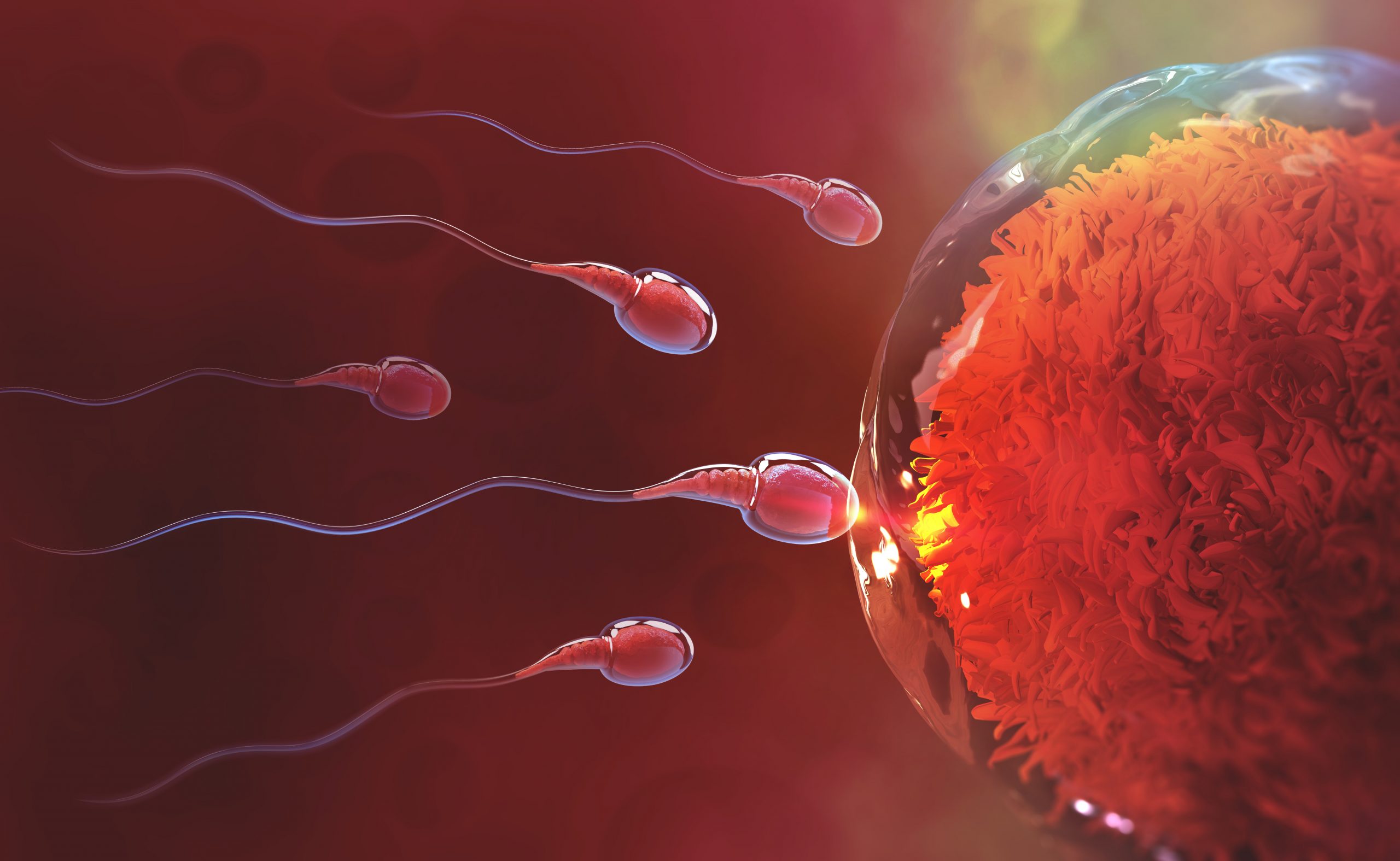 Does alcohol affect male fertility?