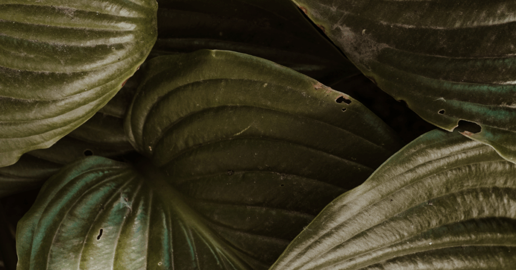 Rehab for heroin addiction